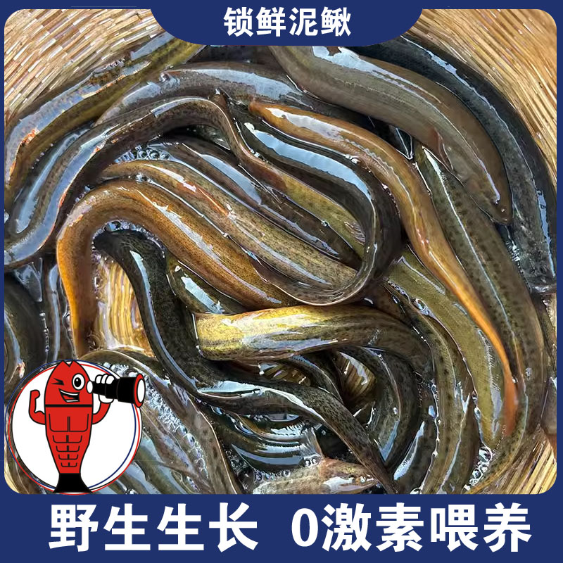 鲜泥鳅